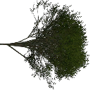 Elm_treegrn2 texture from tree1prc.txd (128x128 DXT3)