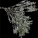 Elm_treegrn4 texture from tree1.txd (128x128 ARGB32)