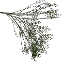 Elm_treegrn4 texture from tree1prc.txd (128x128 DXT3)