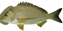Fish1 texture from fish1samp.txd (128x64 DXT3)