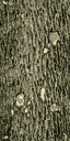 Gen_Log texture from gta_brokentrees.txd (64x128 DXT1)