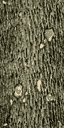 Gen_Log texture from gta_tree_oldpine.txd (64x128 XRGB32)