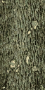 Gen_Log texture from mickytextures.txd (64x128 DXT1)