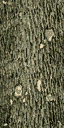 Gen_Log texture from ropebridge.txd (64x128 DXT1)
