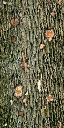 Gen_Log texture from sw_logcamp.txd (128x256 DXT1)