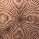 Gen_Log_End texture from gta_brokentrees.txd (128x128 DXT1)