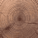 Gen_Log_End texture from gta_tree_pine.txd (128x128 XRGB32)