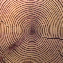 Gen_Log_End texture from sw_logcamp.txd (128x128 DXT1)
