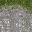 LOD_NEWrockgrass_sfw texture from lod4sfw.txd (32x32 DXT1)