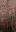 LOD_scrpyd_fence_wd_stain texture from cs_lod.txd (16x32 DXT1)