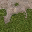 LODgrass128hv_blend_ texture from lod4sfw.txd (32x32 DXT1)