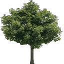 Newtreed256 texture from des_trees.txd (128x128 DXT3)