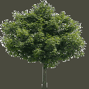 Newtreed256 texture from gta_tree_boak.txd (128x128 ARGB32)
