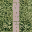SF_garden3_LOD texture from lod4sfw.txd (32x32 DXT1)