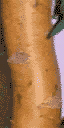 Strip_plantBark texture from lee_stripclub.txd (64x128 DXT1)