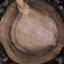TREE_STUB1 texture from gta_brokentrees.txd (128x128 DXT1)
