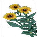 WH_flowers1 texture from whore_furn.txd (128x128 DXT3)