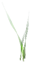 ab_aqua_tubeweed texture from traidaqua.txd (128x256 DXT3)