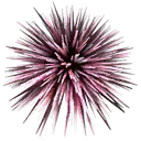ab_aqua_urchin texture from traidaqua.txd (128x128 DXT3)