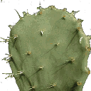 cactusL texture from lahss2bint2.txd (128x128 DXT3)
