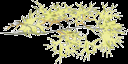 cedar1 texture from gtatreeshi7.txd (128x64 ARGB32)