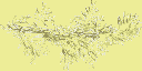 cedar2 texture from gtatreeshifir.txd (256x128 ARGB32)