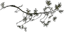 cedarbare texture from tree2prc.txd (128x64 DXT3)
