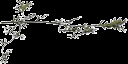 cedarwee texture from tree2.txd (128x64 ARGB32)