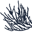 coral texture from underwater.txd (128x128 DXT3)