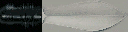 csthrowknife01 texture from csthrowknife.txd (256x64 DXT1)