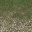 cw2_mountdirt2grassLOD texture from ce_lod_07.txd (32x32 DXT1)
