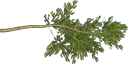 cypress1 texture from gta_proc_grasslanda.txd (128x64 DXT3)