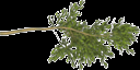 cypress1 texture from gtatreeshi9.txd (128x64 ARGB32)