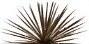 dead_agave texture from lae2coast_alpha.txd (128x64 DXT3)