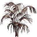 deadpalm01 texture from hub_alpha.txd (128x128 DXT3)