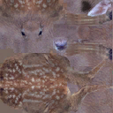 deer01 texture from deer01.txd (128x128 DXT1)