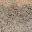 des_dirt2blend texture from lod_countn2.txd (32x32 DXT1)