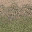 des_dirt2gygrassLOD texture from lod_countryn.txd (32x32 DXT1)
