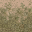 des_grass2dirt1LOD texture from lod_countryn.txd (32x32 DXT1)