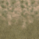 des_grass2scrub texture from vgsecoast.txd (256x256 DXT1)