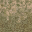 des_grass2scrubLOD texture from lod_countryn.txd (32x32 DXT1)