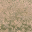 des_scrub1_dirt1 texture from lod_countn2.txd (32x32 DXT1)