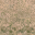 des_scrub1_dirt1_lod texture from vegaselod3.txd (32x32 DXT1)