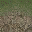 desertgravelgrass256LOD texture from lahills_lod.txd (32x32 DXT1)