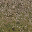 desertstones256forestmix texture from lodcunty.txd (32x32 DXT1)