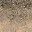 desstones_dirt1 texture from lod_countn2.txd (32x32 DXT1)