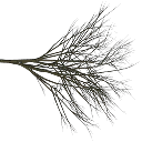 elmdead texture from tree2prc.txd (128x128 DXT3)