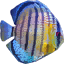 fish1 texture from fish3.txd (64x64 DXT3)