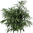 foliage256 texture from civic02_lan.txd (256x256 DXT3)