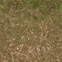 forestfloor3_forest texture from cuntwlandwest.txd (128x128 DXT1)